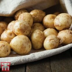 Potato 'T&M All Year Round Collection' 18 Potato 'T&M All Year Round Collection' -Plants Sale ladychr