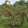 Apple 'Family Apple Tree' -Plants Sale lambo