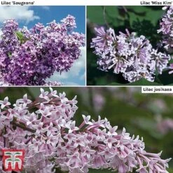 Plants Sale -Plants Sale lilacs