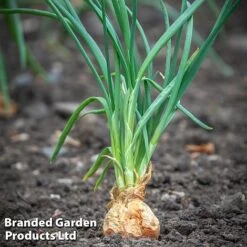Shallot (Autumn) Twin Pack -Plants Sale longor
