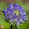 Jasione Laevis -Plants Sale ly