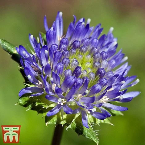 Jasione Laevis 3 Jasione Laevis