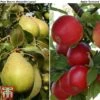 Apple & Pear Duo -Plants Sale malus tduo