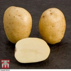 Potato 'T&M All Year Round Collection' 19 Potato 'T&M All Year Round Collection' -Plants Sale mcprem