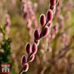 Salix Gracilistyla 'Mount Aso' -Plants Sale mounto