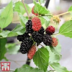 Mulberry 'Charlotte Russe' (Mojo Berry) -Plants Sale mul