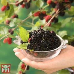 Mulberry 'Charlotte Russe' (Mojo Berry) -Plants Sale mulbe