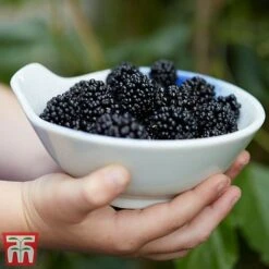 Mulberry 'Charlotte Russe' (Mojo Berry) -Plants Sale mulberry mojo 3