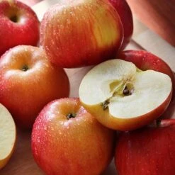 Apple 'Family Apple Tree' -Plants Sale national apple day braeburn