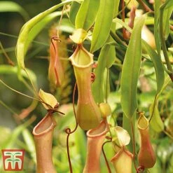 Nepenthes Alata -Plants Sale nepe