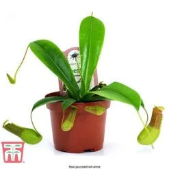 Nepenthes Alata -Plants Sale nepe arrival