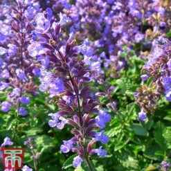 Nepeta Faassenii 'Purrsian Blue' -Plants Sale nepe22