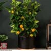 Calamondin Orange - Citrus 1 Calamondin Orange - Citrus -Plants Sale orange trellis1