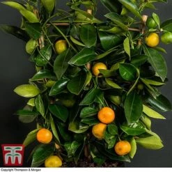 Calamondin Orange - Citrus 8 Calamondin Orange - Citrus -Plants Sale orange trellis3