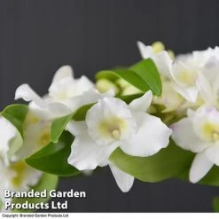 Plants Sale -Plants Sale orchid22