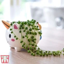 Senecio 'String Of Pearls' -Plants Sale pearl1