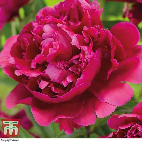 Peony Trio 4 Peony Trio - Image 2