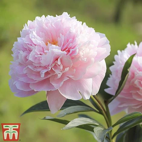 Peony Trio 5 Peony Trio - Image 3