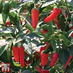 Chilli Pepper 'Apache' F1 Hybrid -Plants Sale pepp apach3