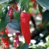 Chilli Pepper 'Apache' F1 Hybrid 1 Chilli Pepper 'Apache' F1 Hybrid -Plants Sale pepp apach4