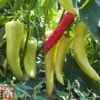 Chilli Pepper 'Hot Banana' -Plants Sale pepp chih