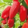 Sweet Pepper 'Snack Red' -Plants Sale pepp red