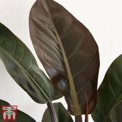 Philodendron 'Imperial Red' -Plants Sale phil31