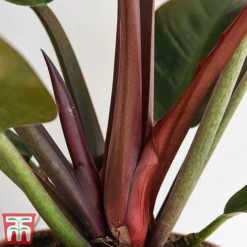 Philodendron 'Imperial Red' -Plants Sale phil4