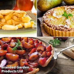 Mini Orchard Trio -Plants Sale pie2