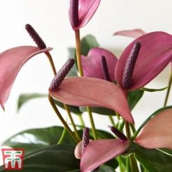 Anthurium Aqua In Sierglass -Plants Sale pink22