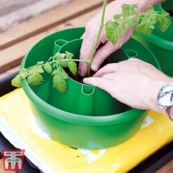 Plant Halos -Plants Sale plant halo2