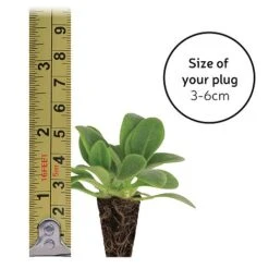 Gaillardia 'Mesa Bright Bicolour' -Plants Sale plugsize49