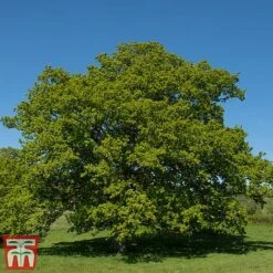 Truffle Tree - Oak -Plants Sale quer rob3
