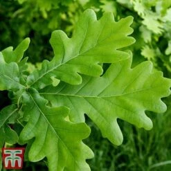 Truffle Tree - Oak -Plants Sale quer rob4