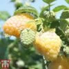 Raspberry 'Summer Lovers Garden Golden' -Plants Sale rasp gold