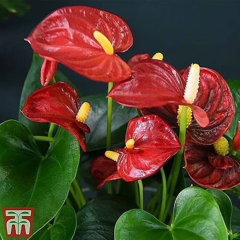 Anthurium Aqua - Gift 8 Anthurium Aqua - Gift - Image 6