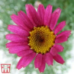 Rhodanthemum 'Marrakech' -Plants Sale rhod2