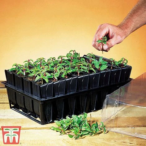 Deep Root Trainers 4 Deep Root Trainers - Image 2