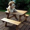 Little Fella's Picnic Table Gold Pallet Of 12 Deal -Plants Sale s1220copy1