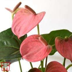 Anthurium Aqua Salmon In Sierglass -Plants Sale salmon21