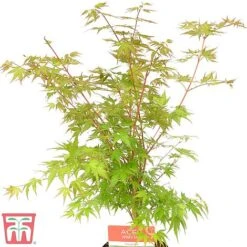 Acer Palmatum 'Sango-kaku' -Plants Sale sang1