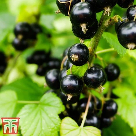 Blackcurrant 'Ben Sarek' 4 Blackcurrant 'Ben Sarek' - Image 2