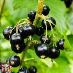 Blackcurrant 'Ben Sarek' 7 Blackcurrant 'Ben Sarek' -Plants Sale sarek2