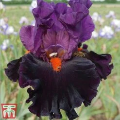 Iris Premium Collection -Plants Sale sharp1