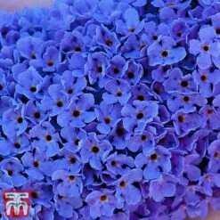 Buddleja 'Buzz® Sky Blue' -Plants Sale sky