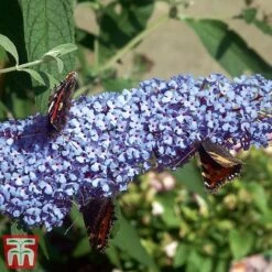 Buddleja 'Buzz® Sky Blue' -Plants Sale sky3