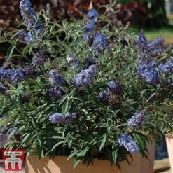 Buddleja 'Buzz® Sky Blue' -Plants Sale sky4