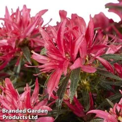 Azalea 'Starstyle Pink' 16 Azalea 'Starstyle Pink' -Plants Sale starpink2