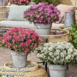 Azalea 'Starstyle Pink' 19 Azalea 'Starstyle Pink' -Plants Sale starstyle