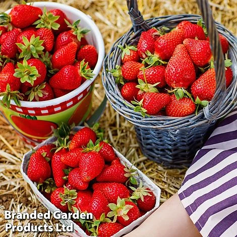 Nurserymans Choice Strawberry 3 Nurserymans Choice Strawberry